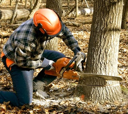 Tree Removal in Plymouth, VT